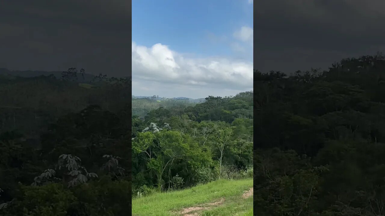 pássaro preto, graúna, melro chegando o bando