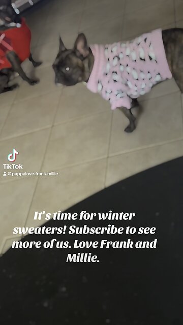 Cutest Puppy’s on Rumble