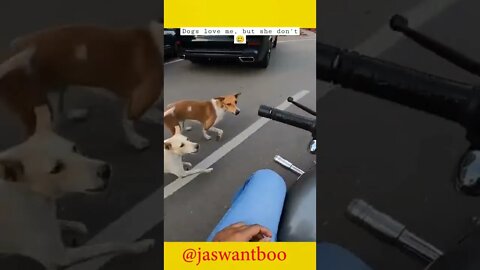 🐶these dogs started chasing me 😬😬 #shorts #dog #jaipur