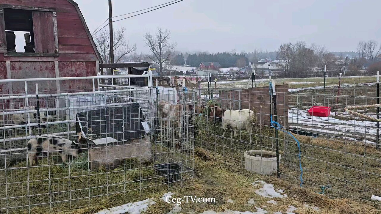 Graham Family Farm: 10:00 AM December 22nd 2024