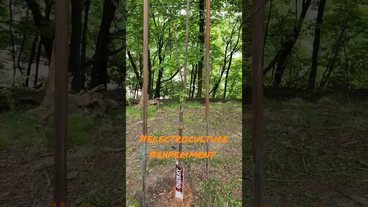 #farmstead #electroculture #electrocultura #experiment #shortsfeed #shorts #shortsvideo