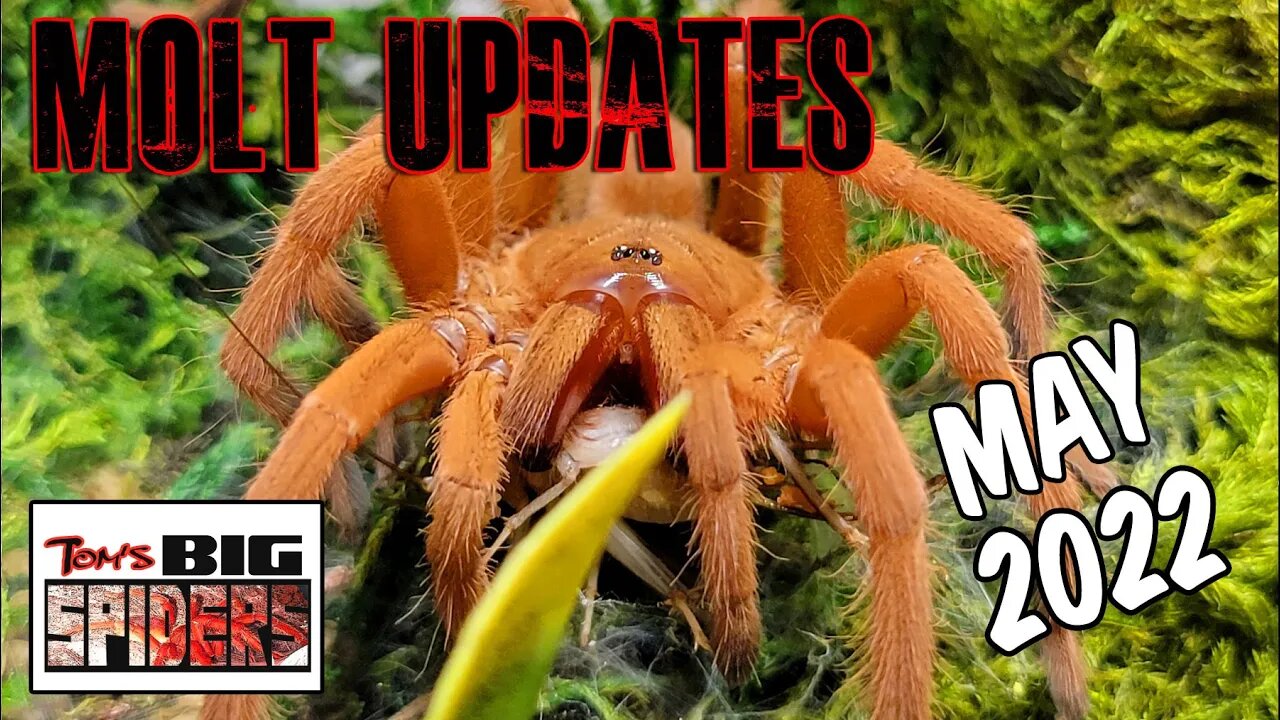 Tarantula Molt Updates May 2022
