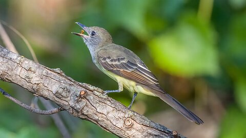 It's a Flycatcher, Sony A1/Sony Alpha1, 4k