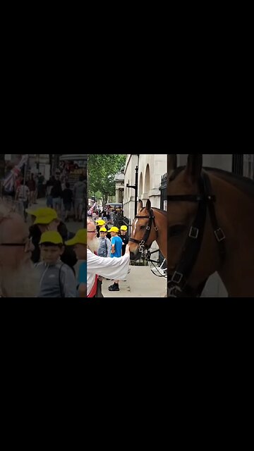 A druid strokes the horse #horseguardsparade