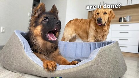 Watch My German Shepherd Speak His Own Unique Language
