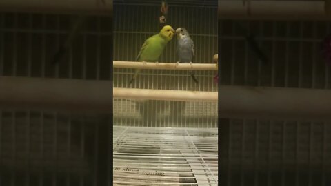 Budgies Parrots Too Cute Together #budgies #shorts #youtubeshorts #parakeets #parrots #animallover