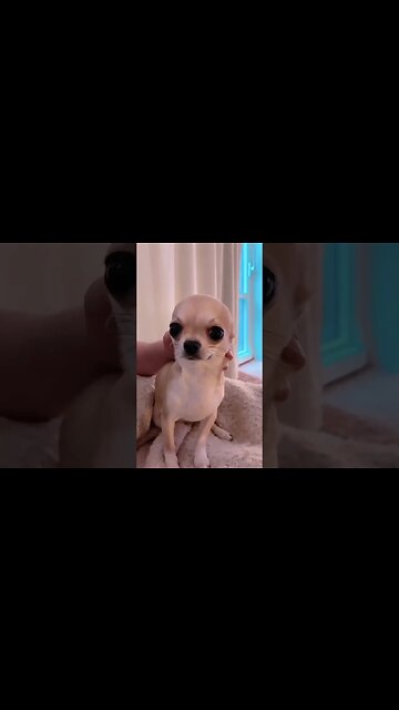 Chihuahua Supreme Funny Animals Funny Dogs Cute Puppies