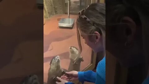 Zoo lets you touch otters' hands