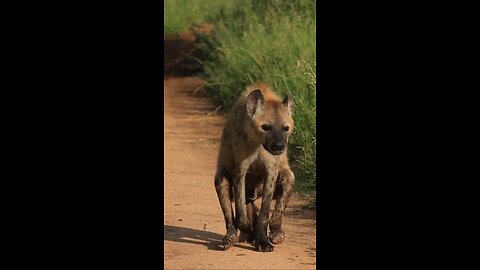 Pin de Luis Costa en HIENAS en 2024 | Videos divertidos de animales, Videos de animales salvajes