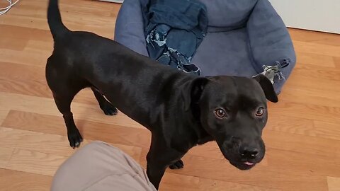 What is the effect of TOXIC Cancel Culture and toxicity in DOG WORLD? Canine forum dog groups. DOGS
