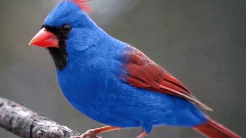 Explore 10 Most Excellent Birds In The Entire Earth