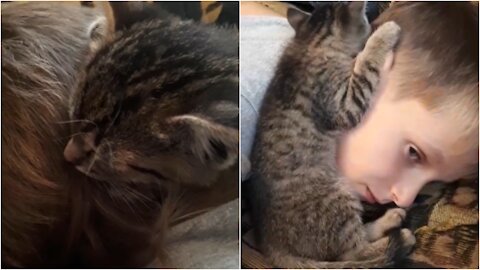 Little Kitten from the street fell asleep on the boy's head. Rescue kitten - Cute Cat video