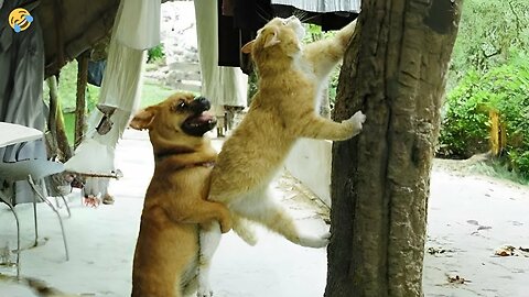New Funny Animals 2023 🤣😅 Funniest Cats and Dogs 😻🐶 Part 13