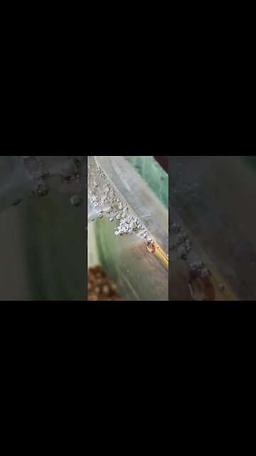 Peixes beta colocaram ovos nas bolhas...