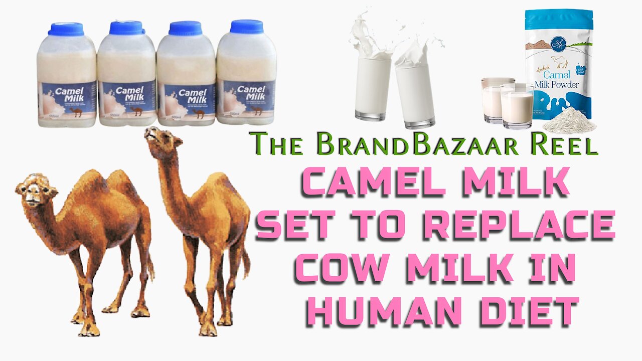 CAMEL MILK SET TO REPLACE COW MILK IN HUMAN DIET