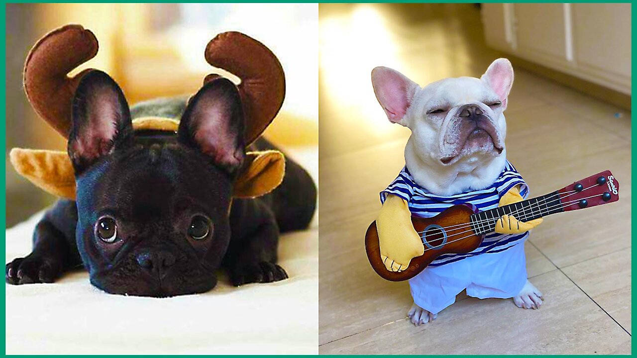 Cute and Adorable French Bulldog Videos From Internet😍❤️