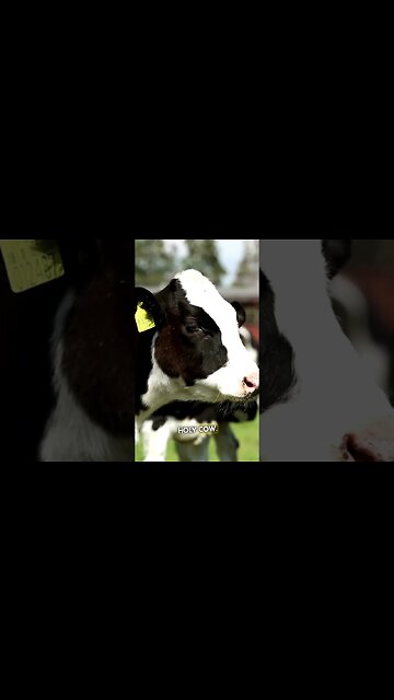 These Hawaii Egg & Beef Prices Are Scary