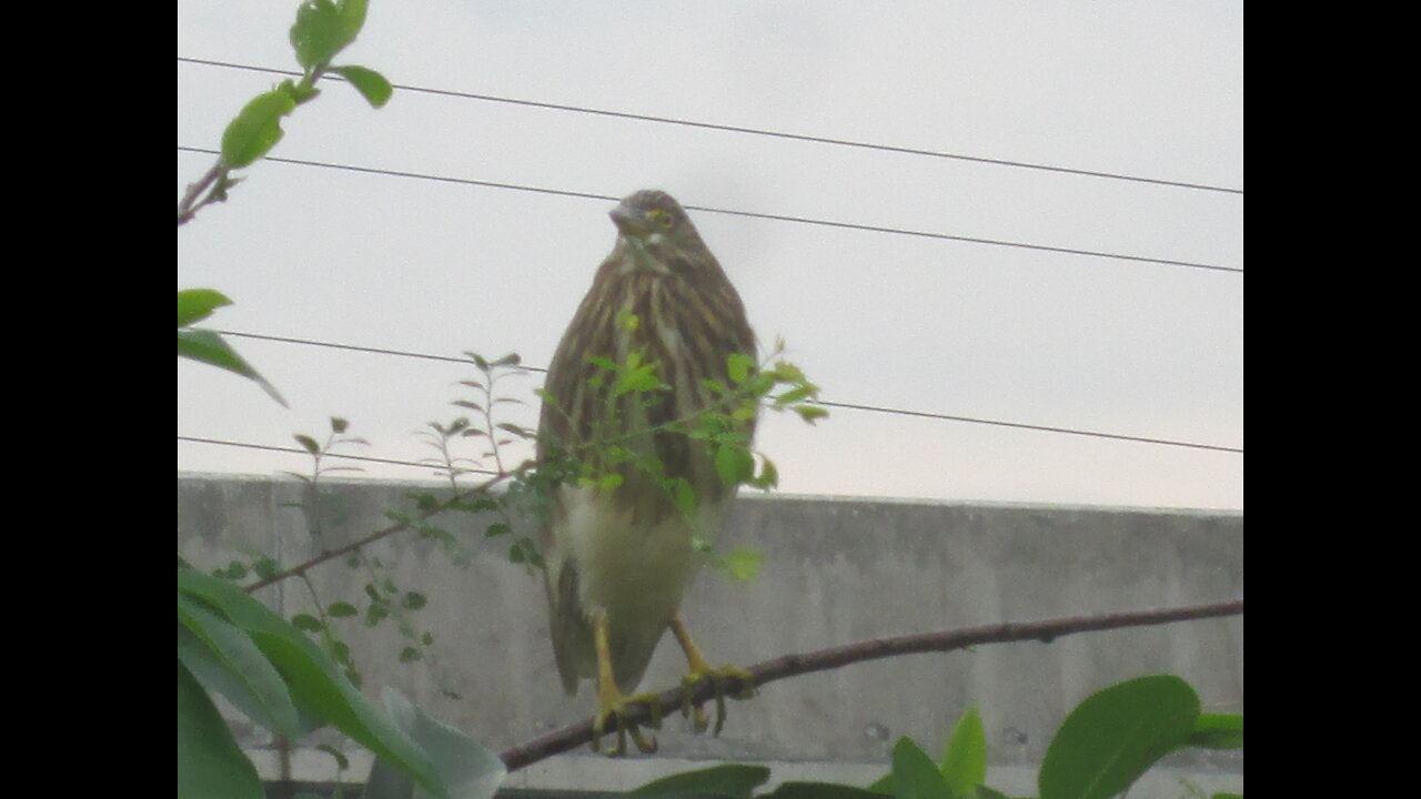 Night Heron not friendly with Crow