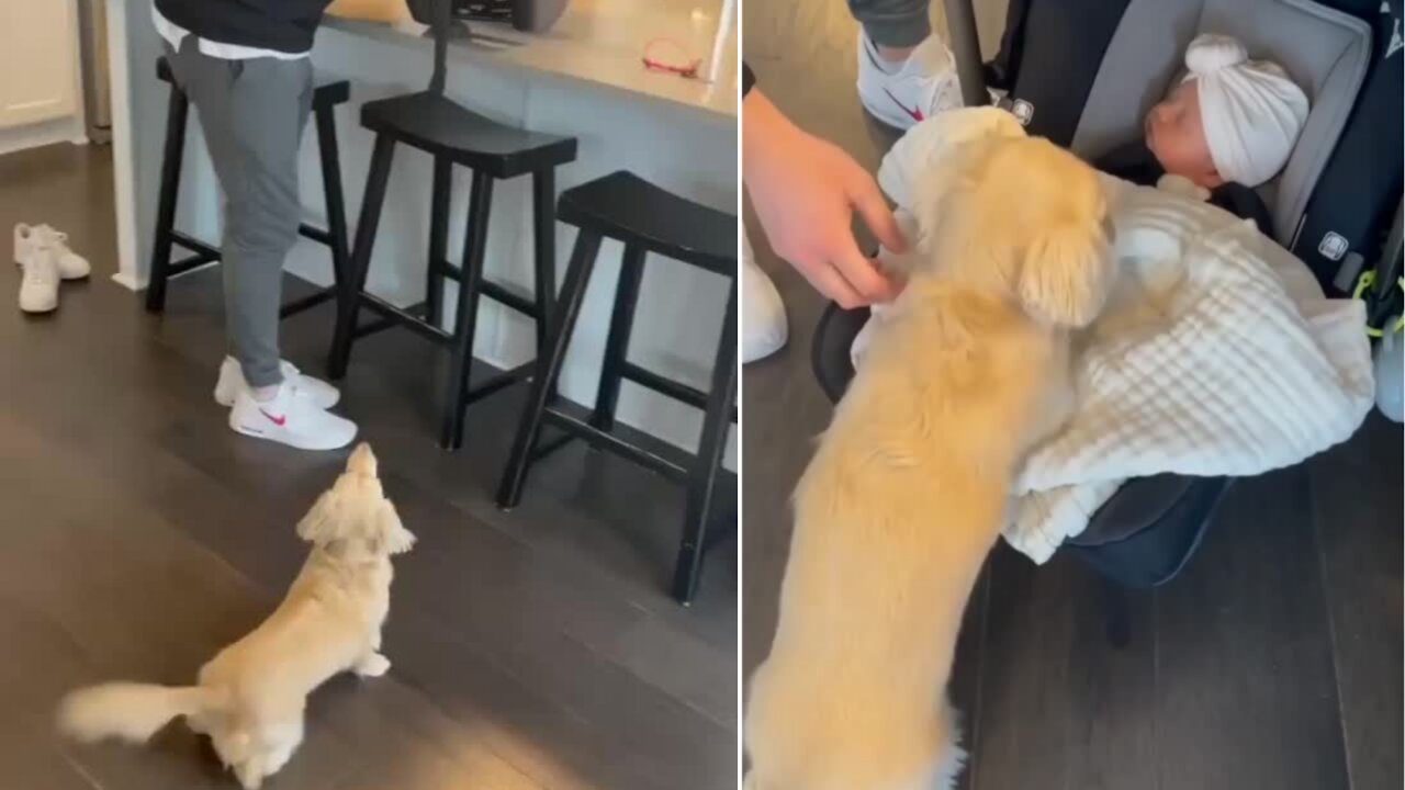 Dog welcomes the baby and is very eager to see newborn