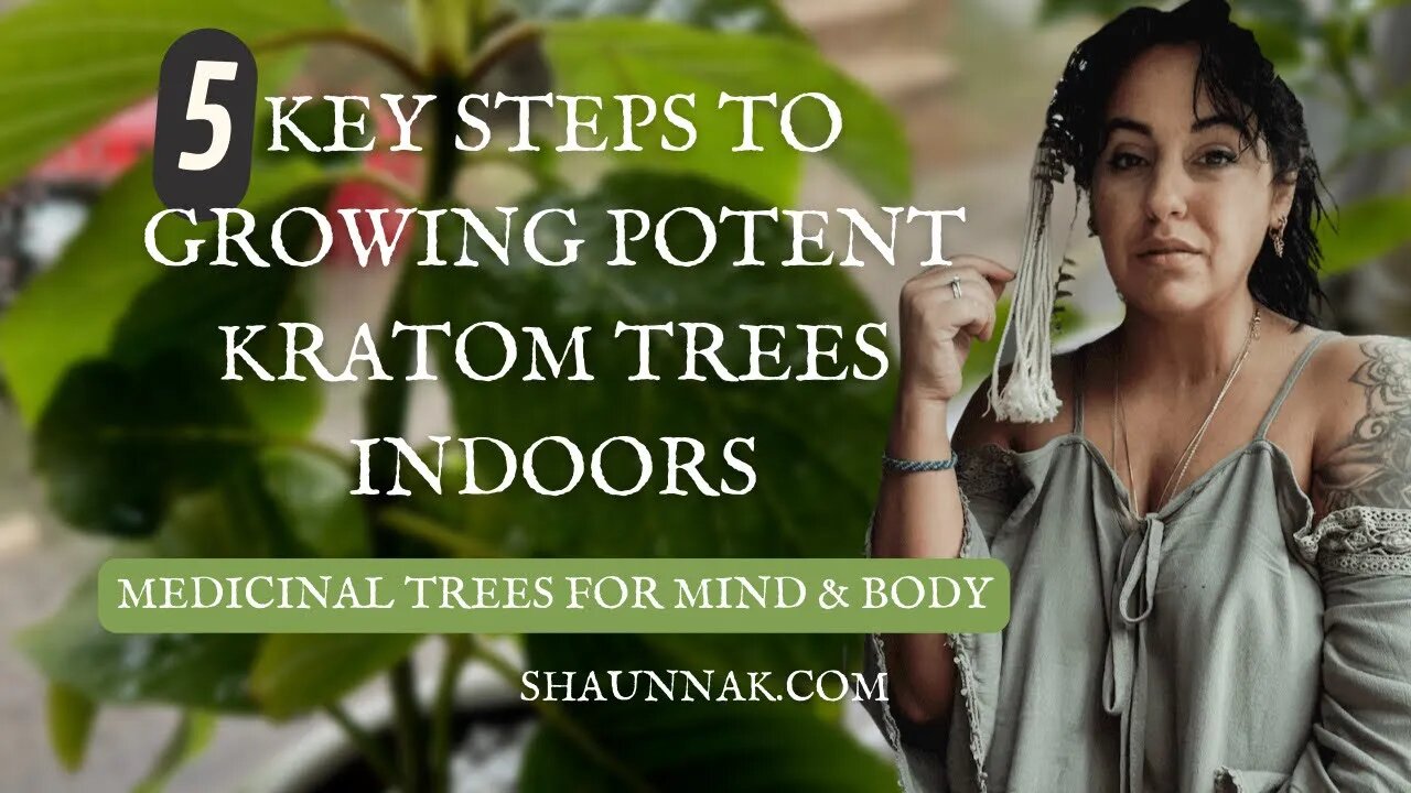 5 Key Steps To Growing Potent Kratom Trees Indoors Successfully (even in the PNW🌲)