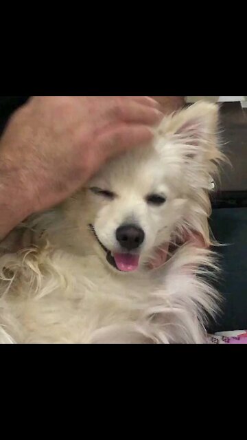 How lovely playful dog