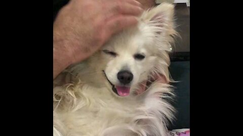 How lovely playful dog