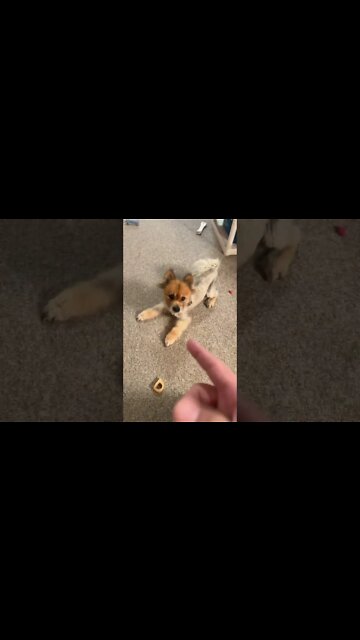 Sir Dukest Bartholomew Bearonious II #pets #dogs #wtif #love #networking ￼