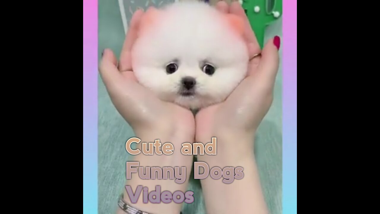 Cute and Funny Dogs Videos Compilation 2021_)Awesome