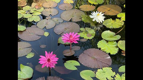 Our Ponds Feeding Koi fish and Tilapia.