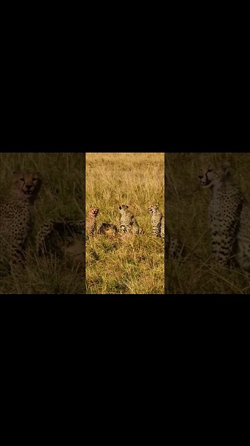 Cheetah Family Feeds #shorts | #ShortsAfrica