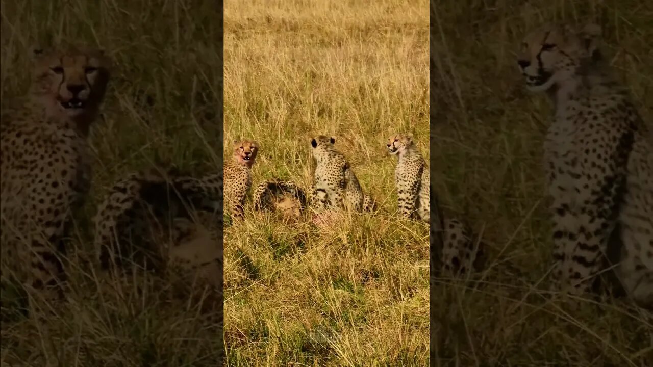 Cheetah Family Feeds #shorts | #ShortsAfrica
