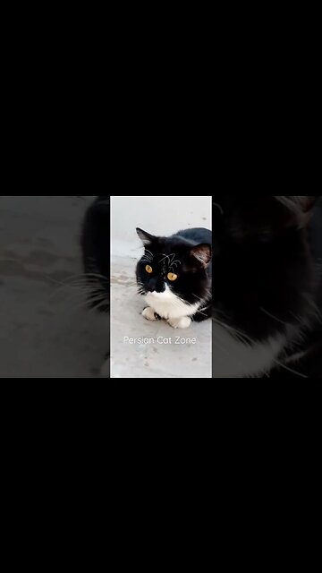 My Cute Persian Cat Taking Sun Bath # #cats #cutecat #kittens #persian #cat #catlife #catlover