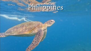 How I Swam With 3 Turtles and 100,000 Sardines | Moalboal, Philippines