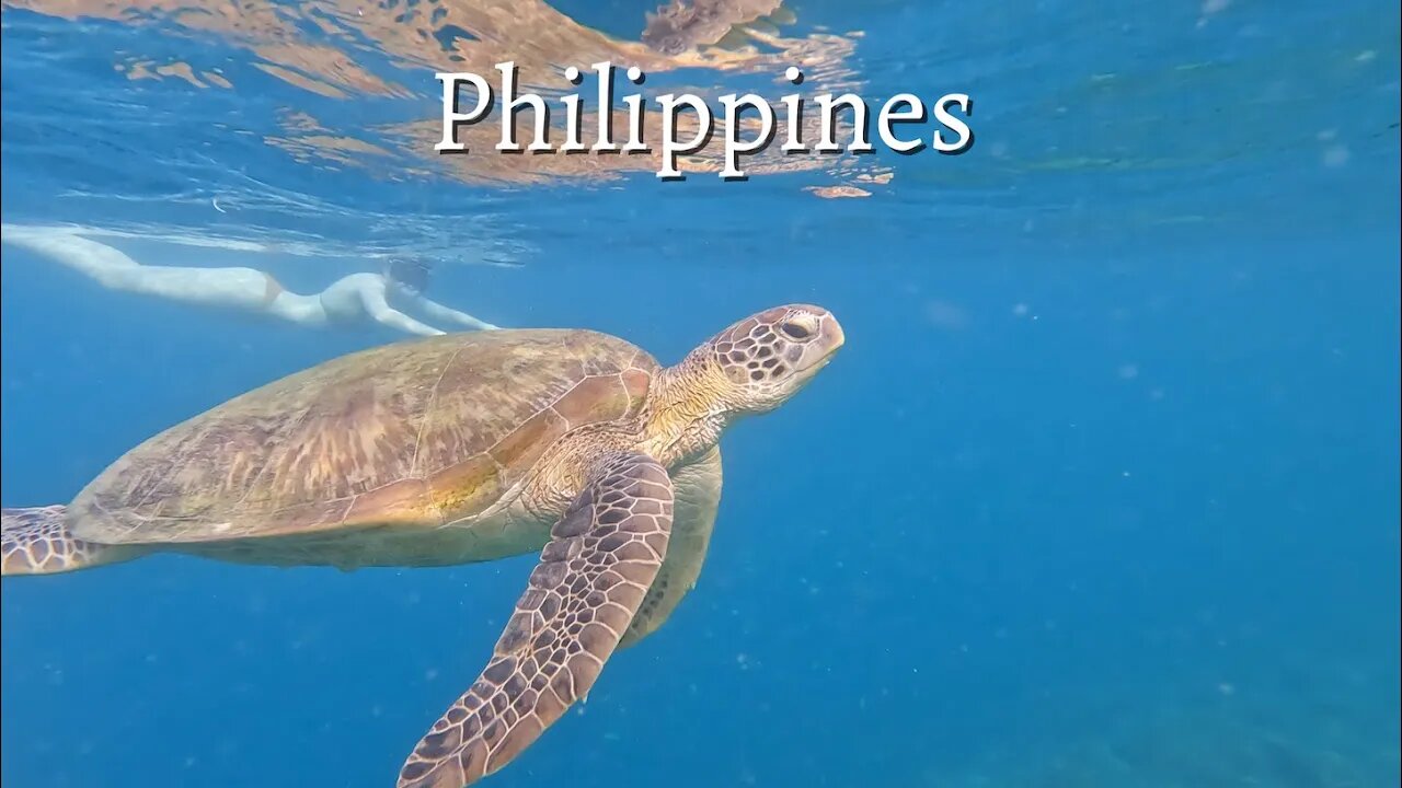 How I Swam With 3 Turtles and 100,000 Sardines | Moalboal, Philippines