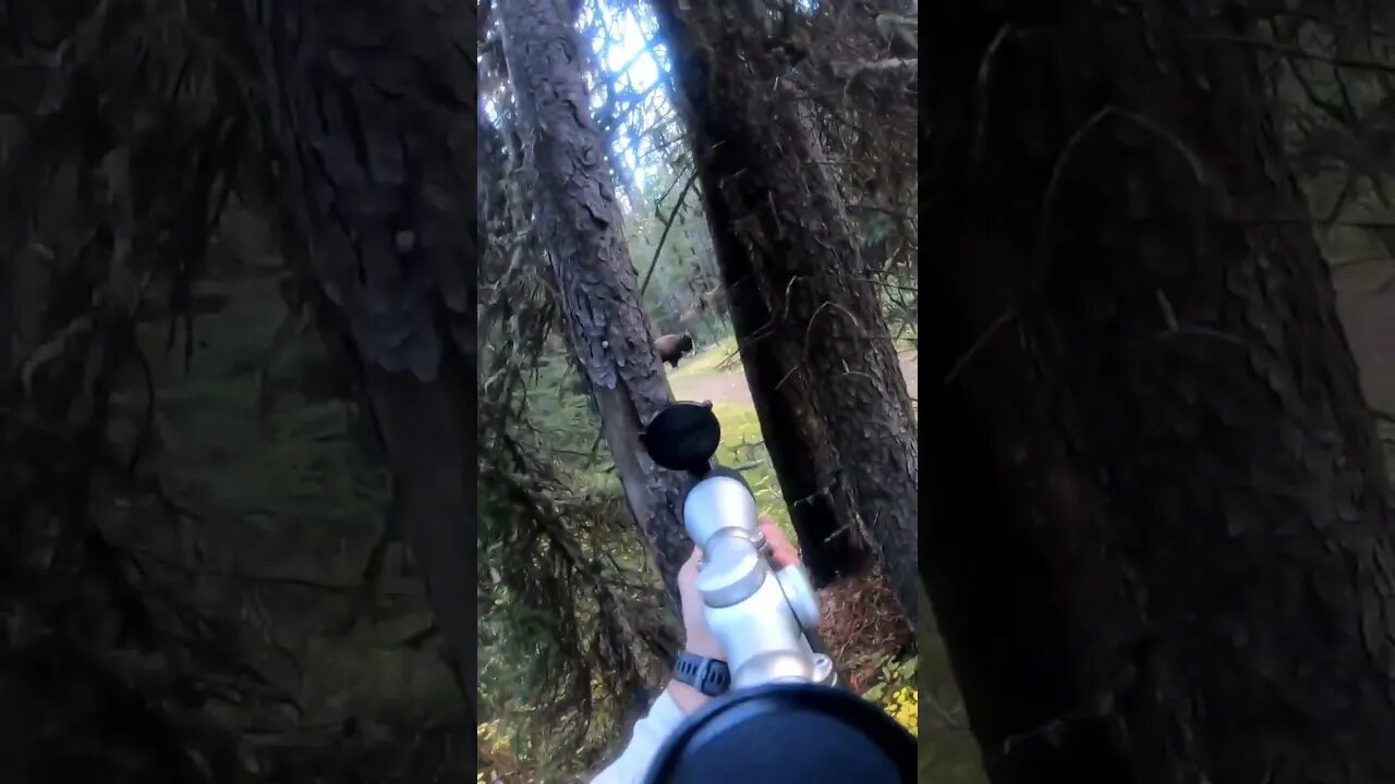 Man Shoots Huge Wild Bison at 20 Yards!