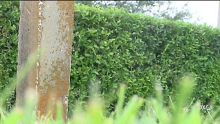 Unmarked graves sit along one busy intersection in Naples