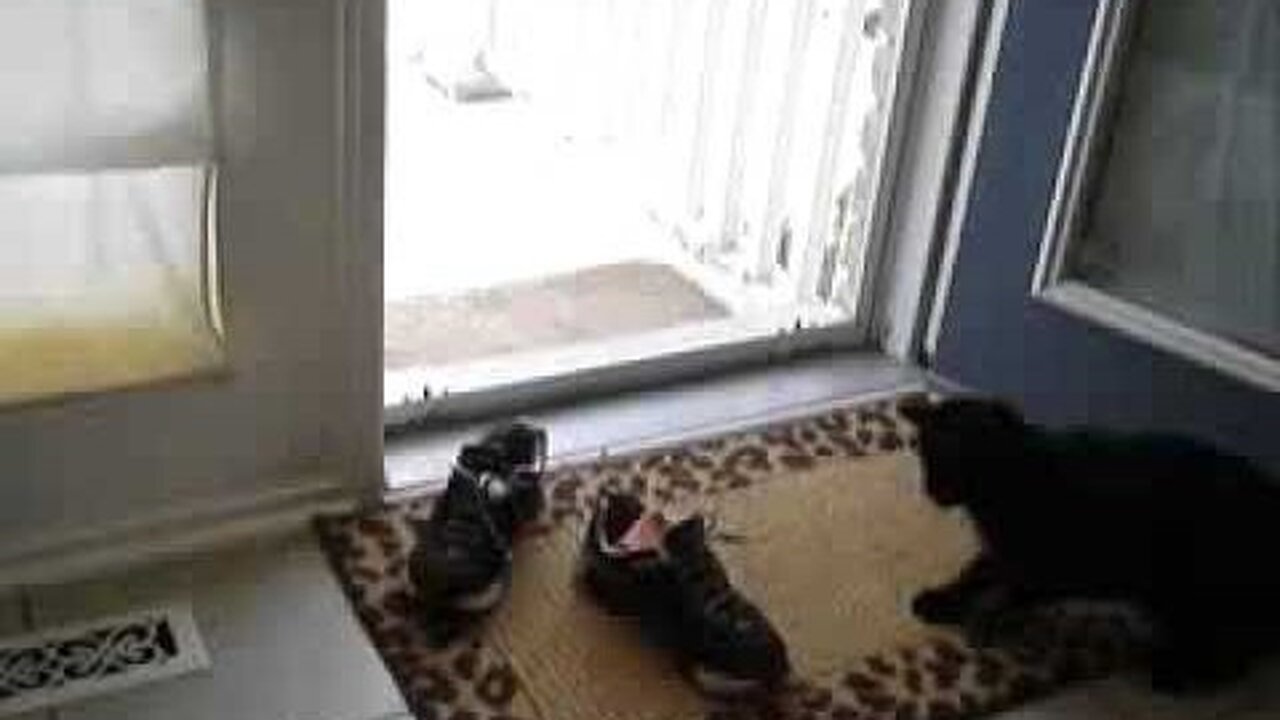 Black Cat Attacks Running Shoes - The Saga of Charlie & Prada