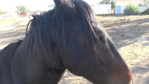 Wild Horses In The back Yard