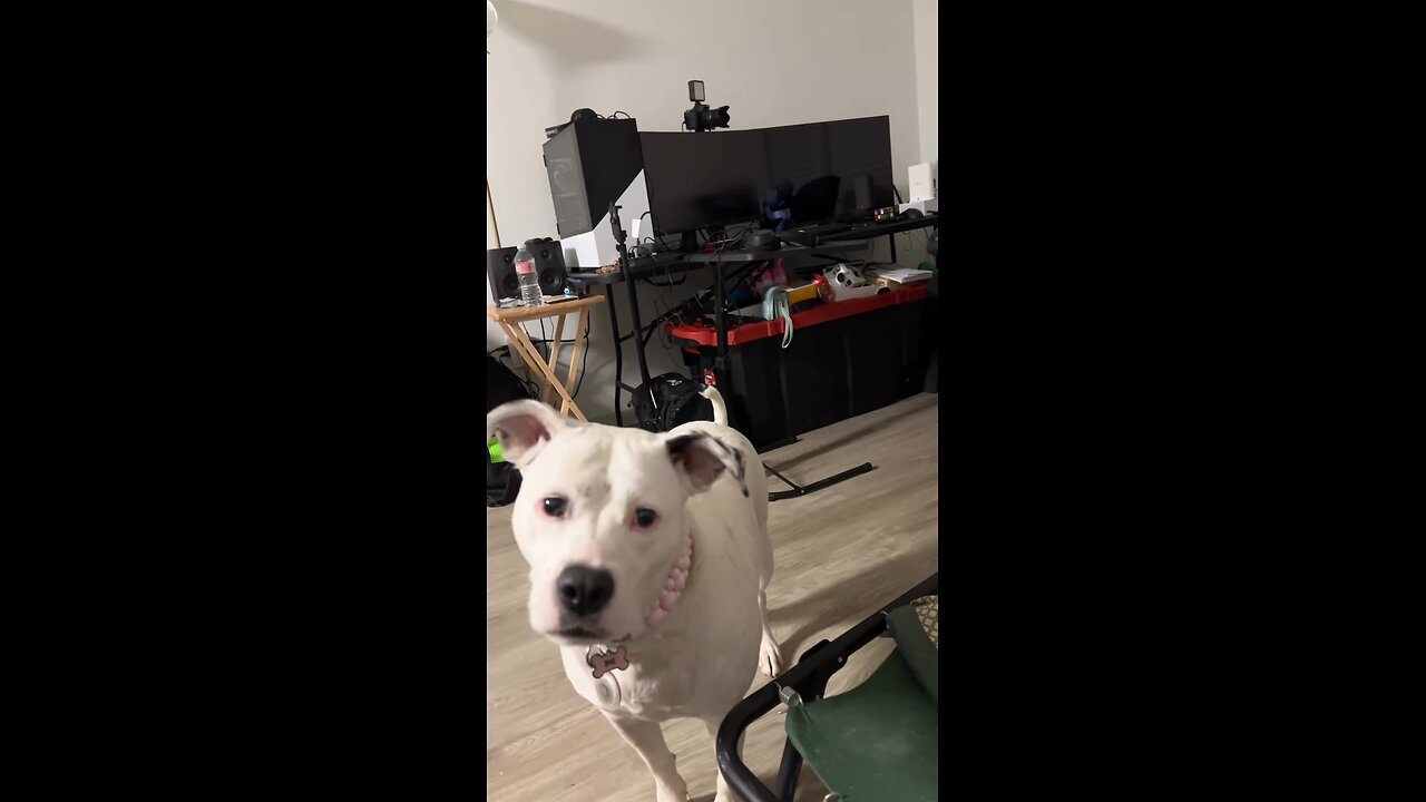 Funny Hilarious Dog Reaction 😂🤣🤣