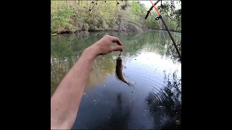 Bluegill catch in Georgia Pond