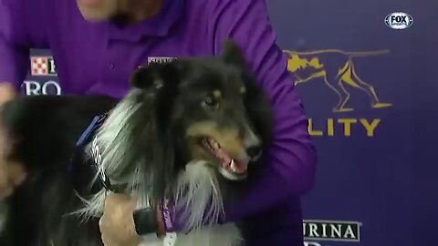 Pink the border collie win back-to-back title at the 2019 WKC master Agility.