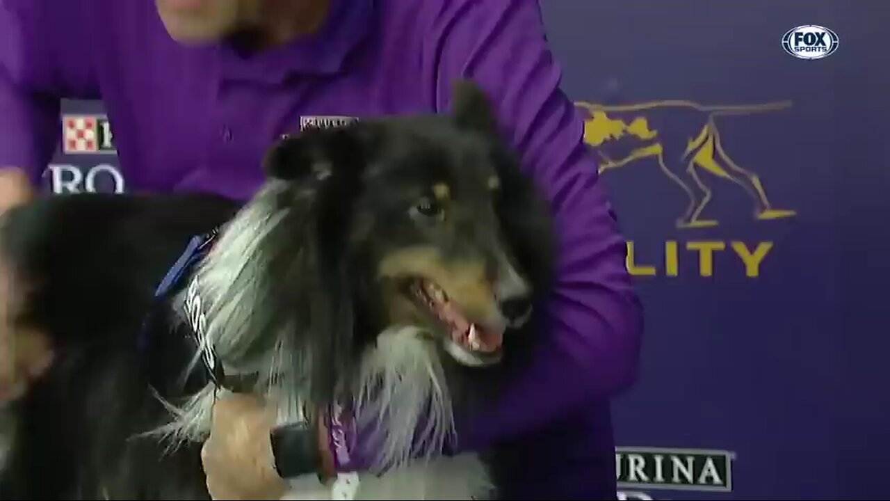 Pink the border collie win back-to-back title at the 2019 WKC master Agility.