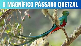 O Magnífico Quetzal Beleza e Mistério nas Alturas.