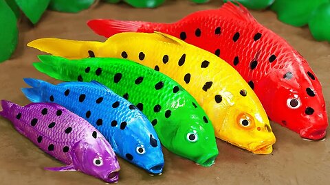 Stop Motion ASMR | Rescue the Family of Colorful Muddy Spotted Fishes Experiments Funny videos