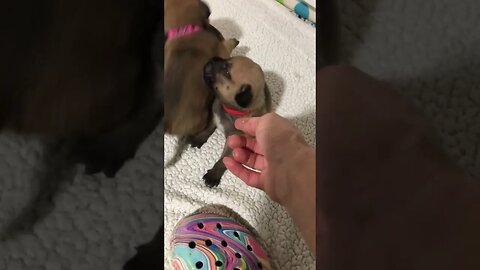 LonelyCreek Burger X serendipity￼ Dippy. Three wk today