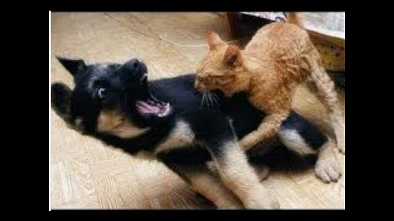 Naughty and Funny between cats and dogs compilations