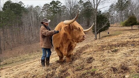 Do Highland cows make good pets