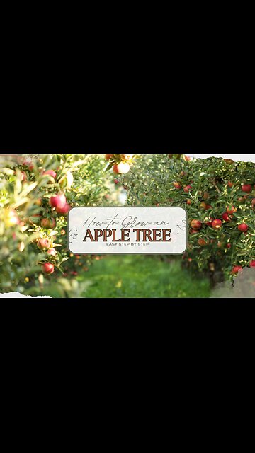 How to grow an Apple Tree