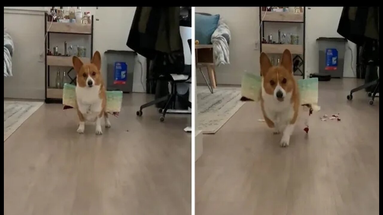 Determined corgi practices to be the perfect flower dog #Shorts