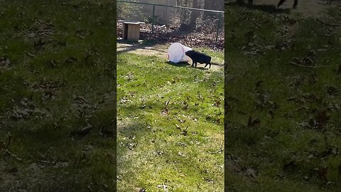 Saw a bin rolling, Turns out its tim taking the chicken Feed😂 #humor #funny #piggy #fy #fyp